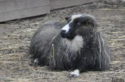 Mouton Icelandic Sheep