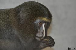 Twycross Zoo