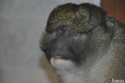 Twycross Zoo