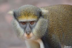 Cercopithecus lowei