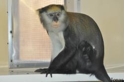 Twycross Zoo