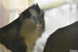 Twycross Zoo