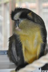 Twycross Zoo