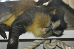 Twycross Zoo