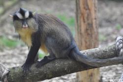 Twycross Zoo