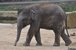 Twycross Zoo