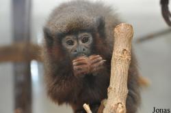 Twycross Zoo