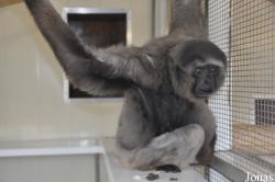 Twycross Zoo