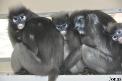 Twycross Zoo