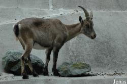 Zoologischer Garten Augsburg
