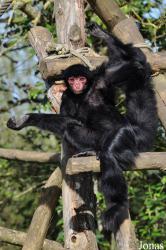 La Vallée des Singes