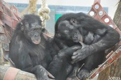 La Vallée des Singes