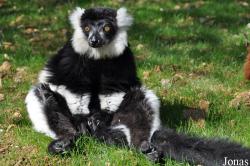 La Vallée des Singes
