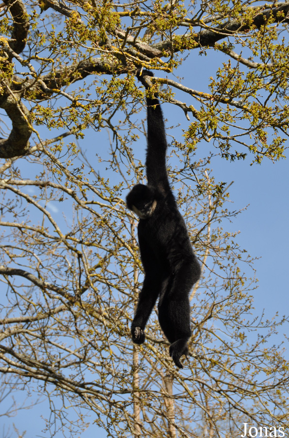 La Vallée des Singes