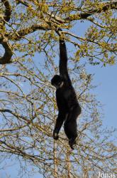 La Vallée des Singes