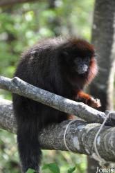 La Vallée des Singes