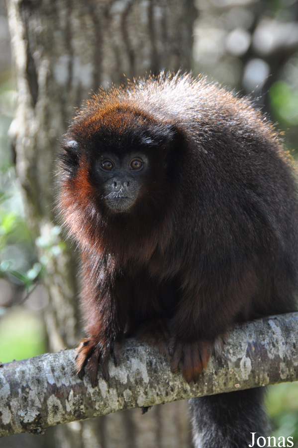 La Vallée des Singes