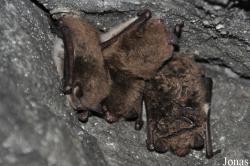 Myotis daubentonii