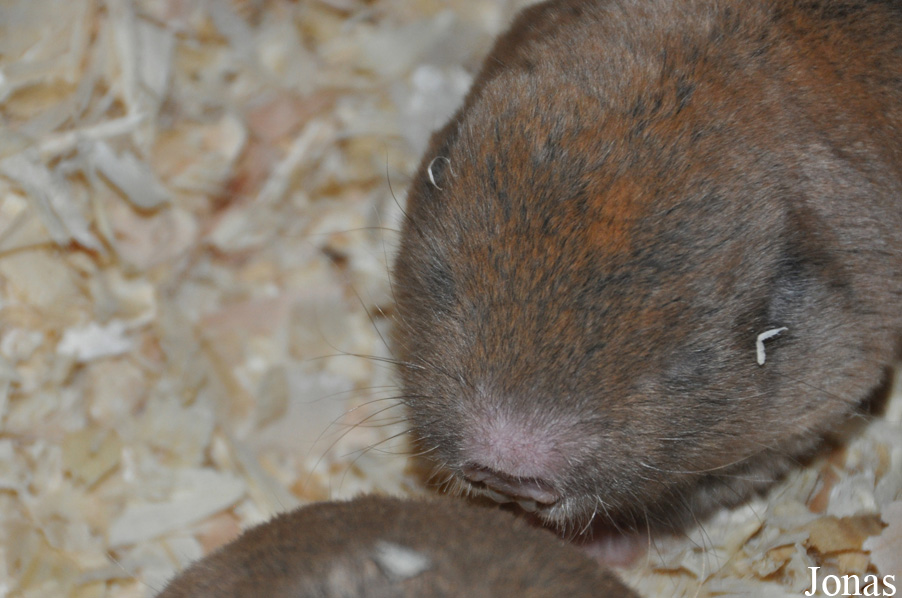 Zoo Osnabrück