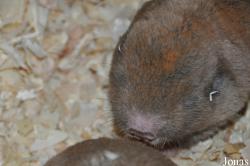 Zoo Osnabrück