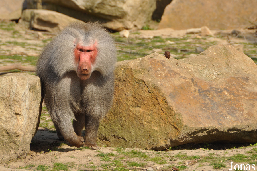 Zoo Osnabrück