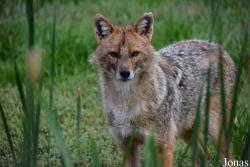 Canis aureus moreoticus