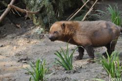 Zoo Osnabrück