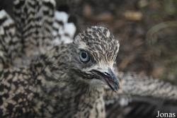 Burhinidae