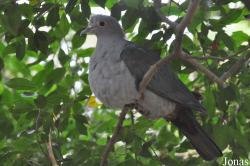 Ducula aenea