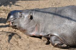Burgers' Zoo