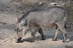Burgers' Zoo