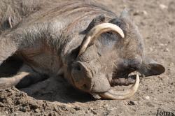 Burgers' Zoo