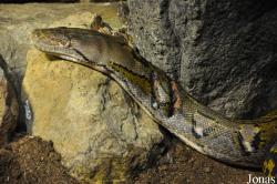 Burgers' Zoo