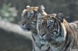 Burgers' Zoo