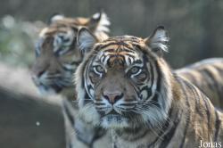 Burgers' Zoo