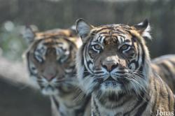 Burgers' Zoo