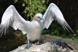 Burgers' Zoo