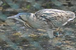 Burgers' Zoo