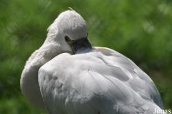 Burgers' Zoo