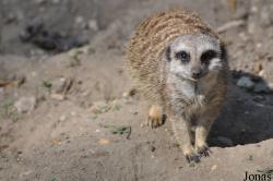 Burgers' Zoo