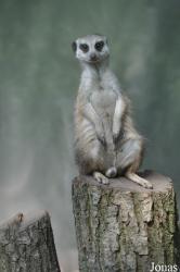 Aqua Zoo Friesland
