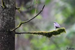 Sitta europaea