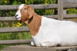 Chèvre Boer