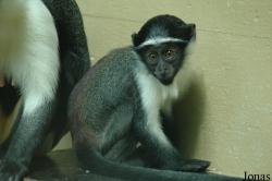 Cercopithecus roloway