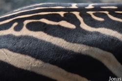 Equus quagga