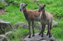 Wildpark Schwarze Berge