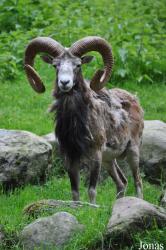 Wildpark Schwarze Berge