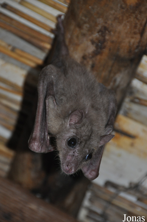 Wildpark Schwarze Berge
