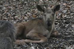 Wildpark Schwarze Berge