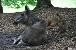 Wildpark Schwarze Berge